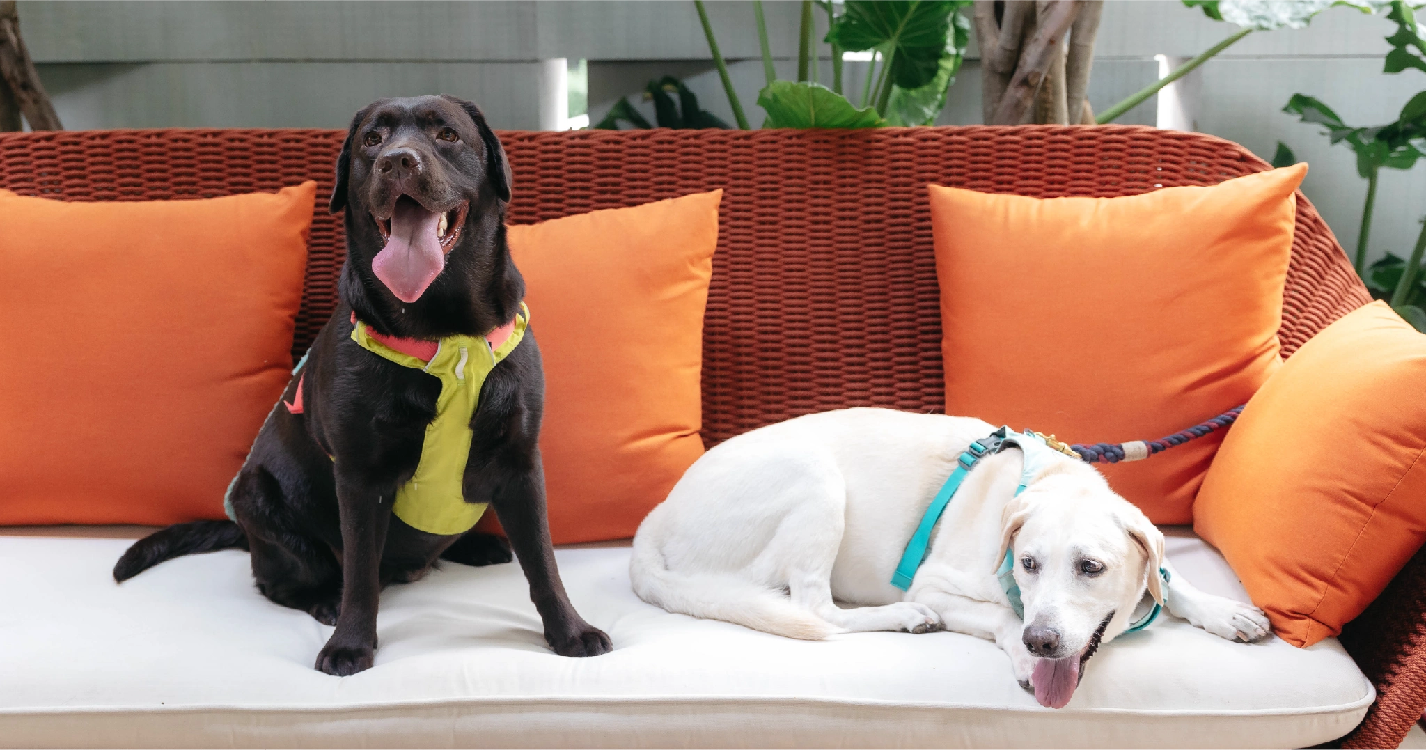 สุนัขพันธ์ลาบราดอร์สีน้ำตาลและสีครีมนอนอยู่ในคอนโด Pet Friendly