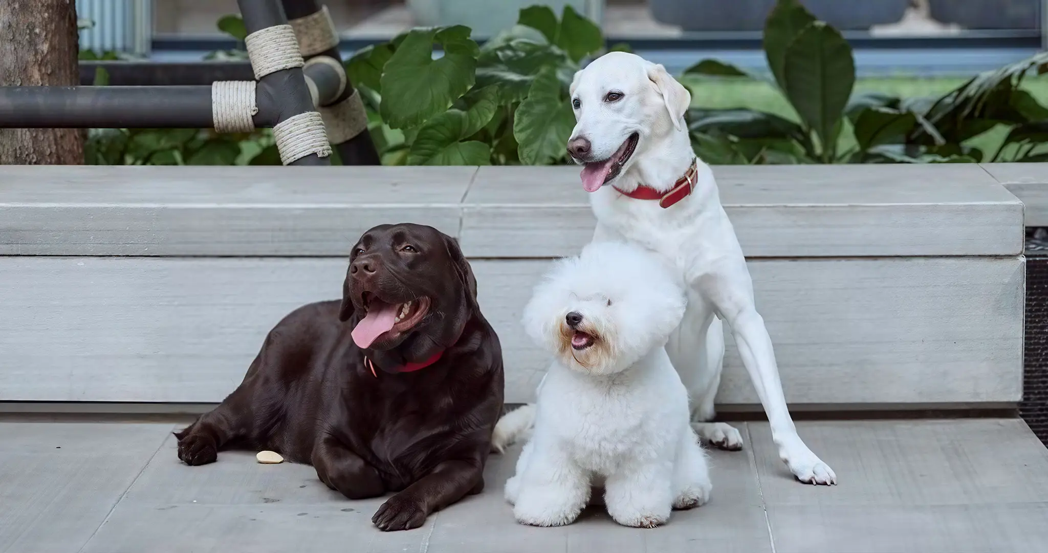 สุนัขสามตัวในคอนโด Pet friendly