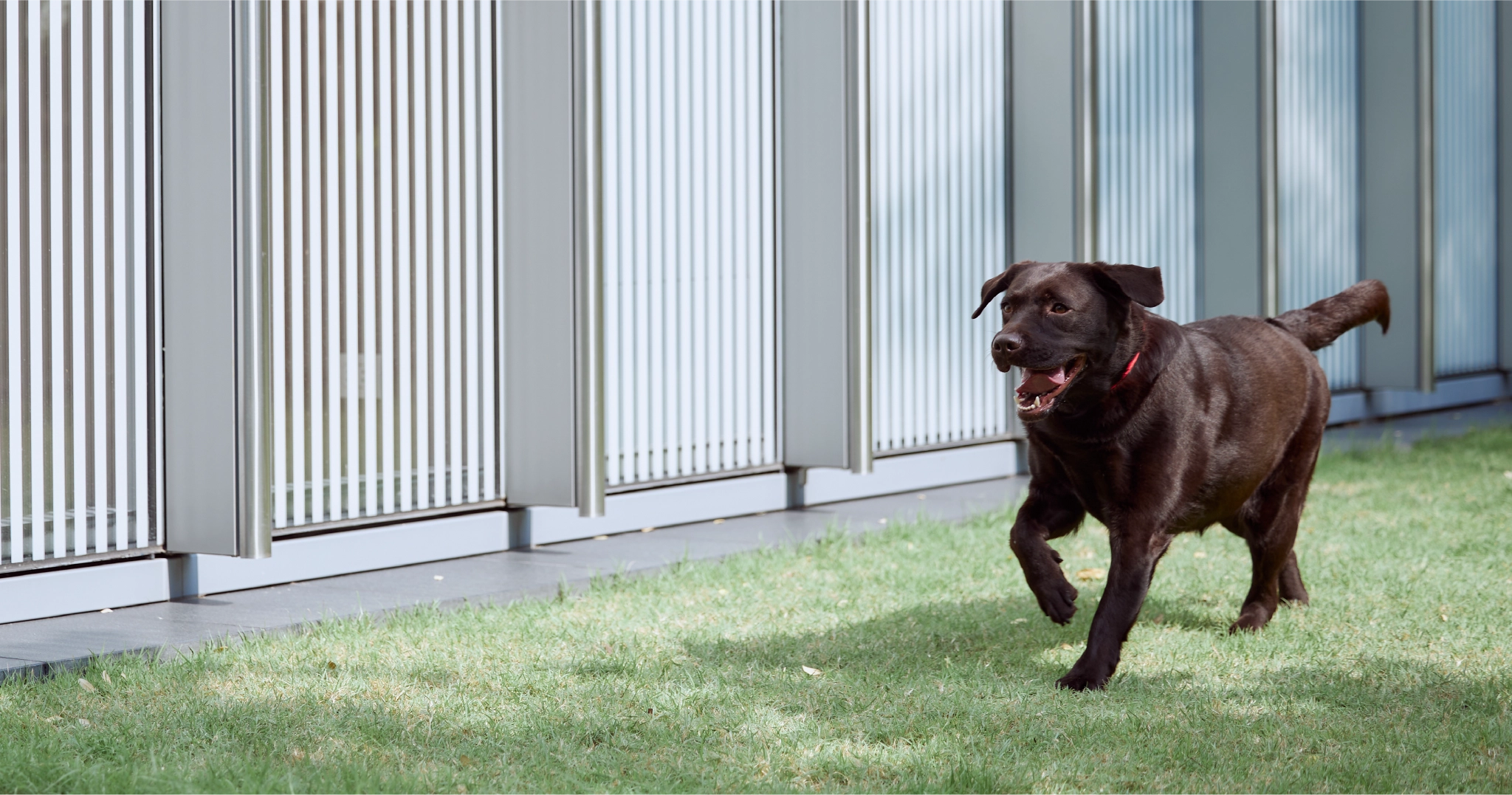 สุนัขลาบราดอร์สีน้ำตาลกำลังวิ่งเล่นบนพื้นหญ้าใน Pet Friendly Condo