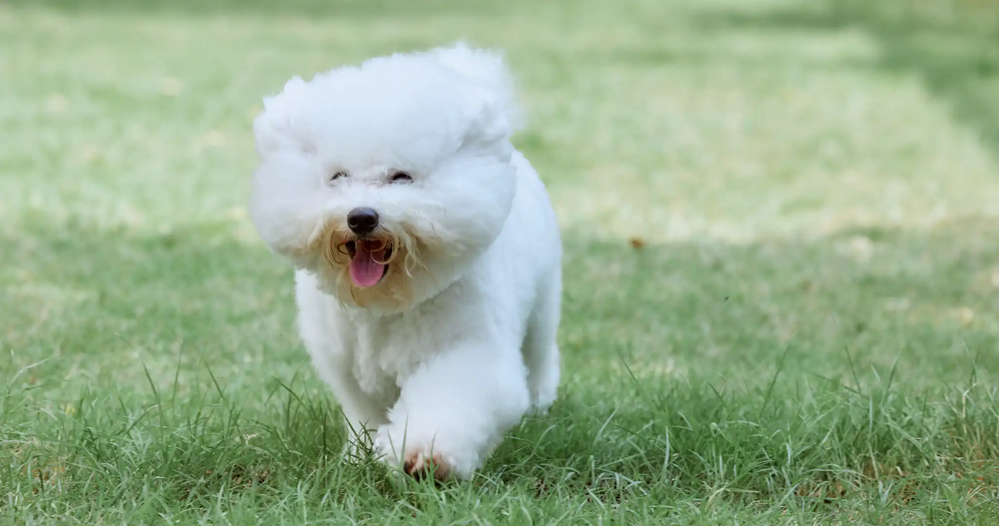 ภาพน้องหมาวิ่งเล่น ของบทความ เช่าคอนโดเลี้ยงสัตว์ได้สุขุมวิท พร้อมพงษ์