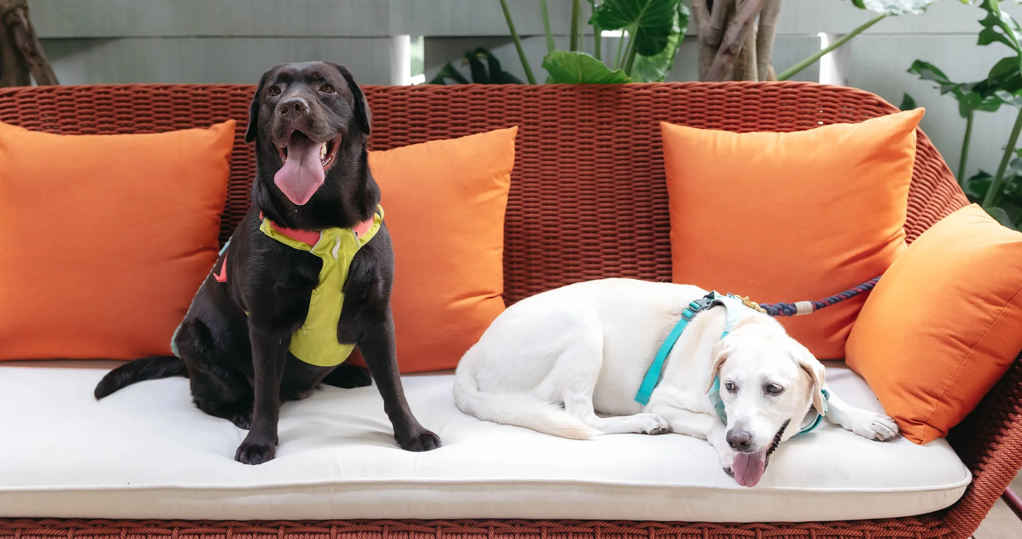 pet-friendly-condominium-in-bangkok