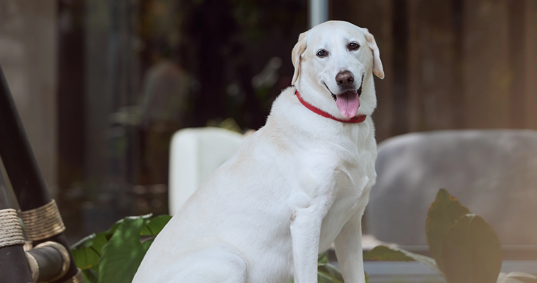 pet-friendly-places-nears-condos-in-sukhumvit