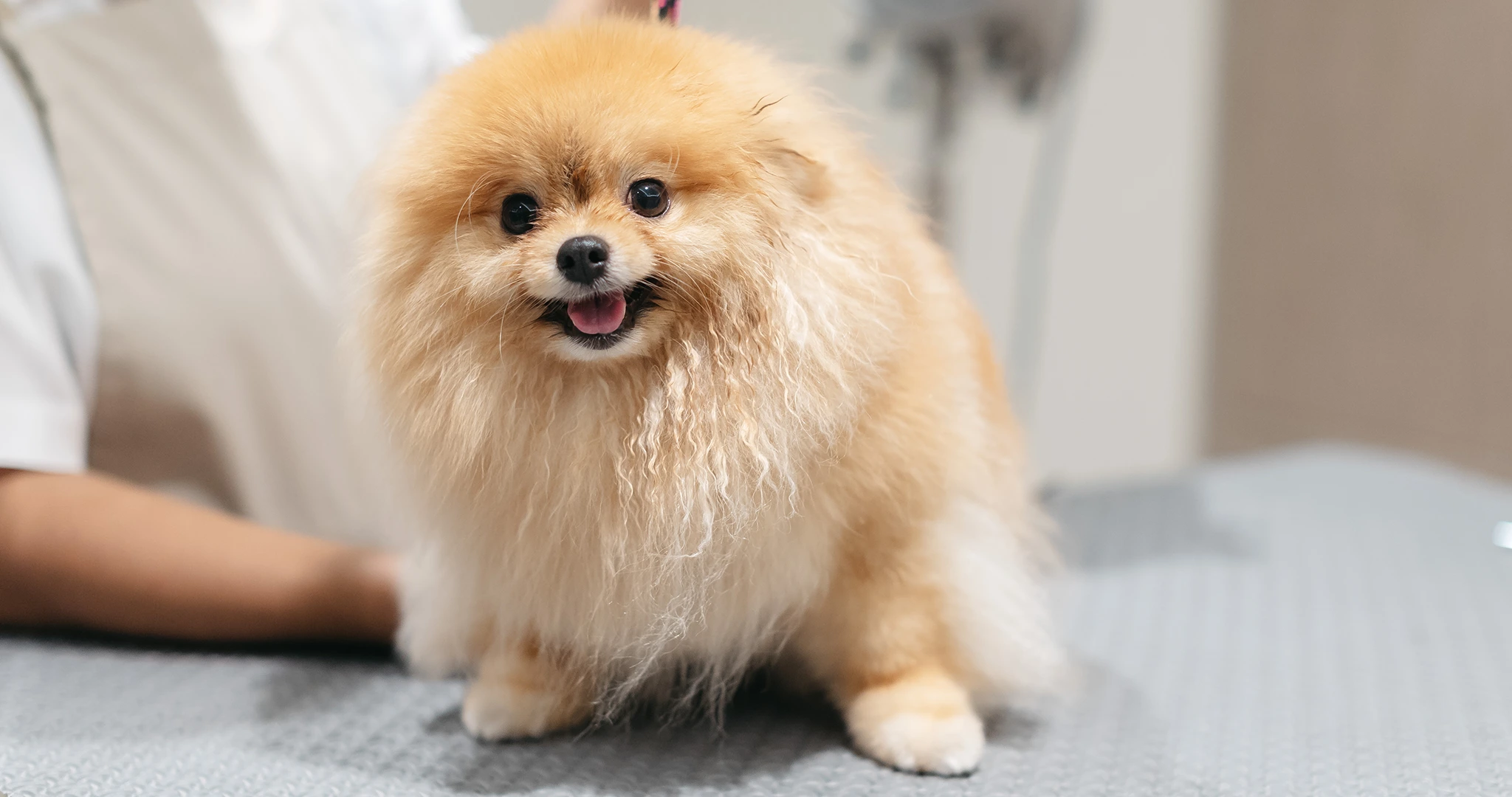 pet-care-service-at-scope-collection