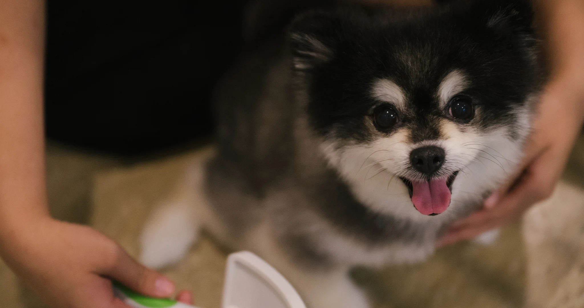 pet-care-service-at-scope-collection