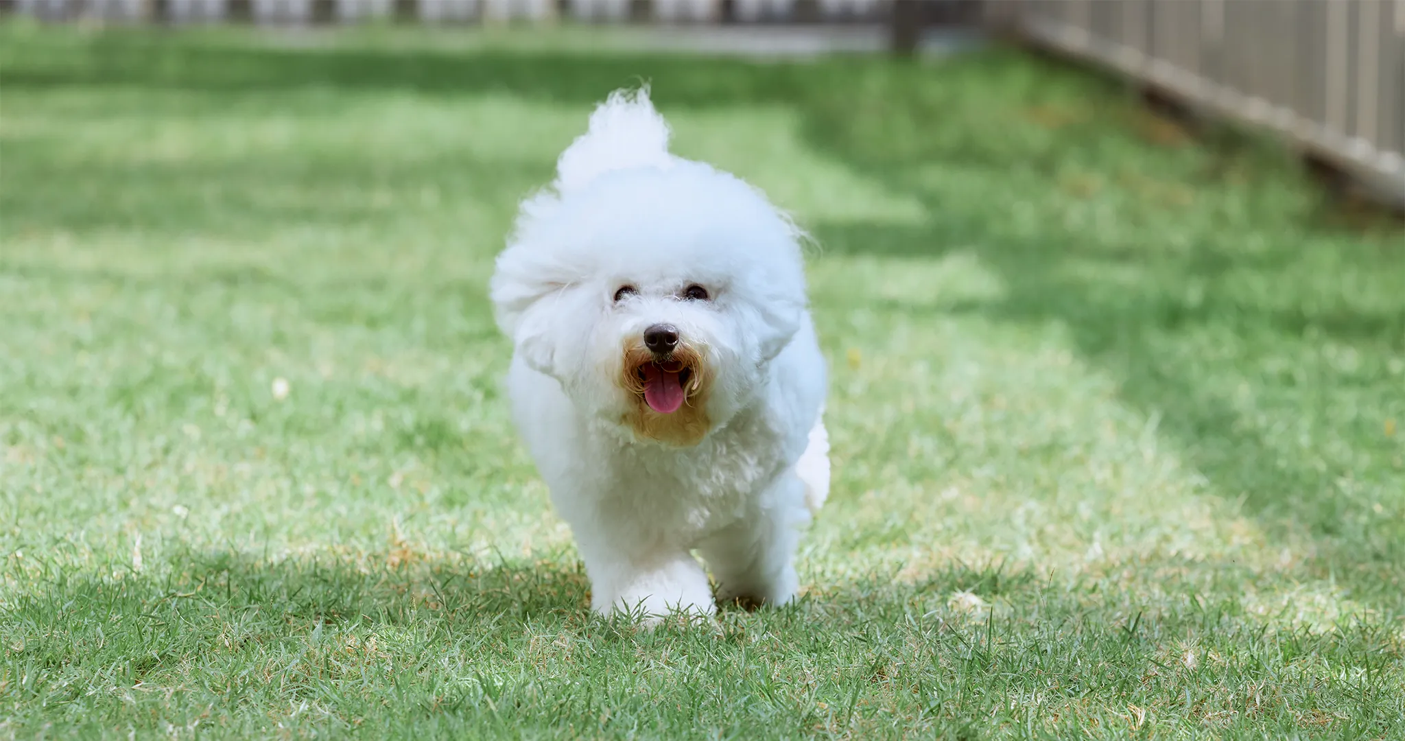 pet-friendly-condo